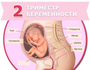 Дисплазия плода 2 триместр беременности