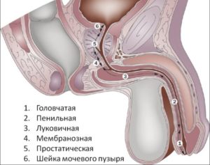 Расширение наружного отверстия уретры