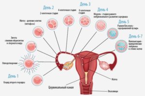 Задержка менструации, 36 день цикла