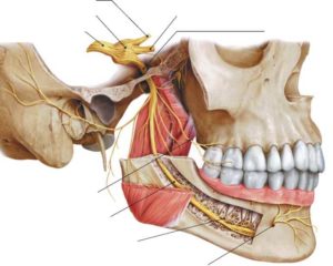 Задели нижнечелюстной нерв