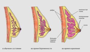 Соски стали белеть