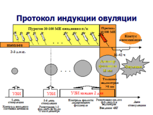 Стимуляция овуляции клостилбегитом при спкя