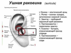 Болит ушная раковина