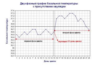 Базальная температура после овуляции