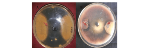 Enterococcus sp. 10^4 KOE/тамп