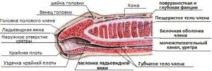 Опух венец полового члена