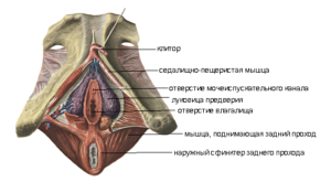 Малые половые губы