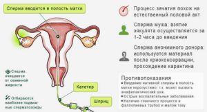 Вероятность беременности путем попадания спермы изо рта во влагалище