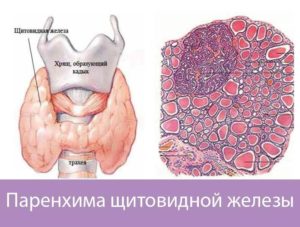 Очаговые изменения в паренхиме щитовидной железы