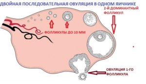 Возможна ли двойная овуляция