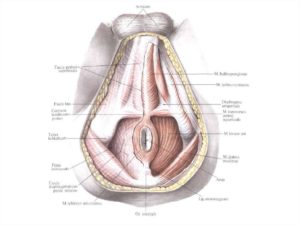 Что -это за отверстие в промежности