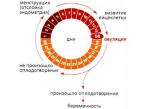 Что считается началом месячных?