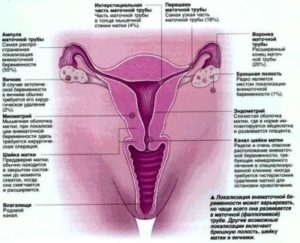 Возможна ли беременность через «трение» гениталий через одежду?