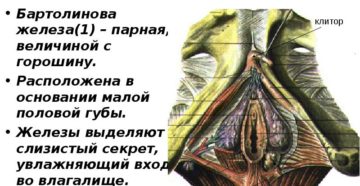 Строение малых половых губ