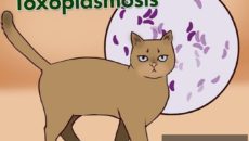 Токсоплазмоз, кошка, царапина