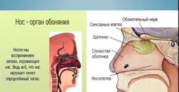 Не чувствую ни вкуса, ни запаха при гайморите. Что делать?