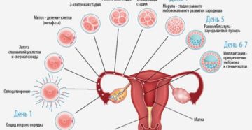 Задержка менструации, 36 день цикла