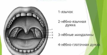 Небная дужка