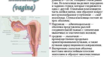 Передняя стенка влагалища
