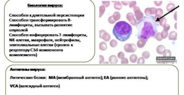 Вирус Эпштейн-барра при беременности