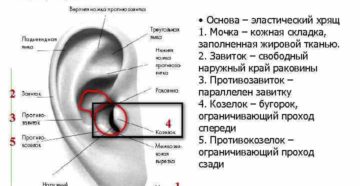 Болит ушная раковина