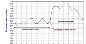 Базальная температура после овуляции