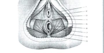Боль между анусом и влагалищем