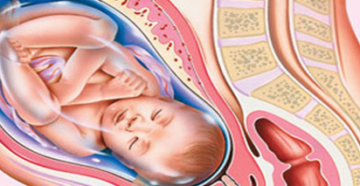 Тонус и активные шевеления