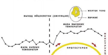 Ломает тело и температура перед месячными