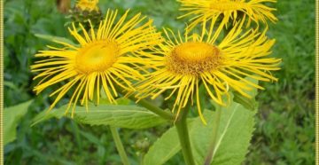 Девясил не помогает Девясил не помогает