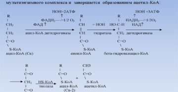 Бета окисление жирных кислот