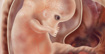 Беременность 7 недели