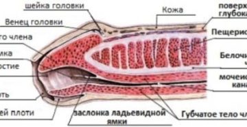 Опух венец полового члена