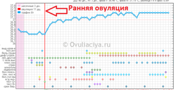 Поздняя овуляция или ранняя имплантация