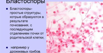 Что значит бластоспоры 2+