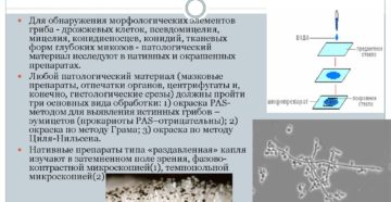 Элементы патологического гриба