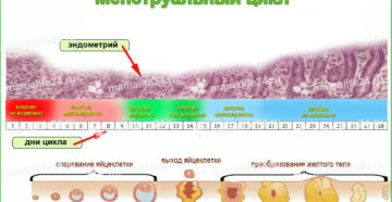 Очень ранняя овуляция после ок