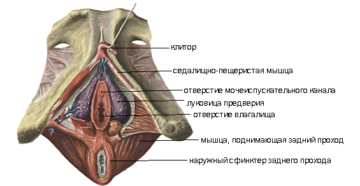 Половые губы