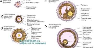 Не могу забеременеть. Повышен 17 ОПГ. Медленный рост фолликулов Не могу забеременеть. Повышен 17 ОПГ. Медленный рост фолликулов