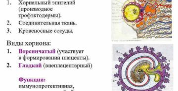 Изменение структуры хориона Изменение структуры хориона