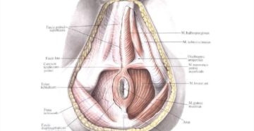 Что -это за отверстие в промежности Что -это за отверстие в промежности