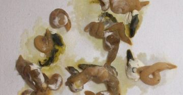 Белые сгустки в кале