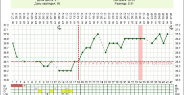 При цикле 32-36 дней на какой день ожидать овуляцию?